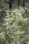 Florida cacalia